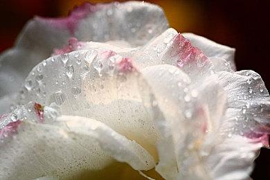 EA已为《星球大战绝地：幸存者》启动推广预热流程